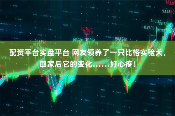 配资平台实盘平台 网友领养了一只比格实验犬，回家后它的变化……好心疼！